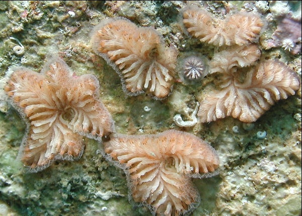 Tubulipora plumosa